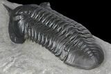 3" Morocconites Trilobite Fossil - Beautiful Detail - #130524-5
